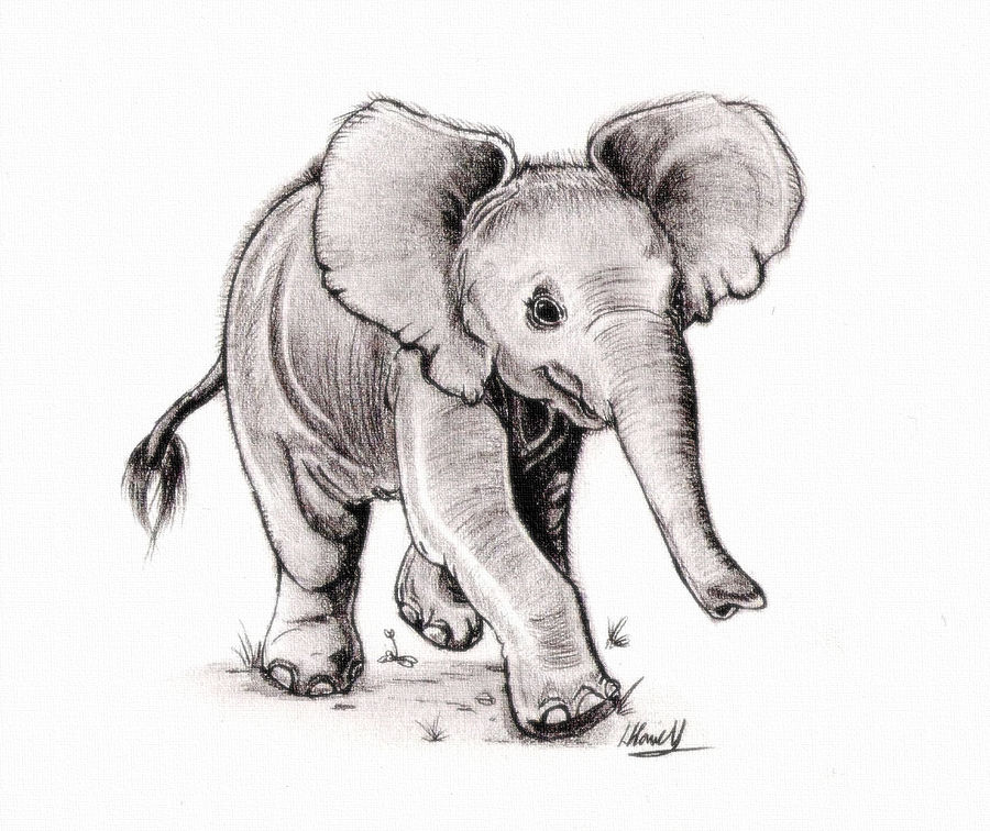 900x756 Little Elephant