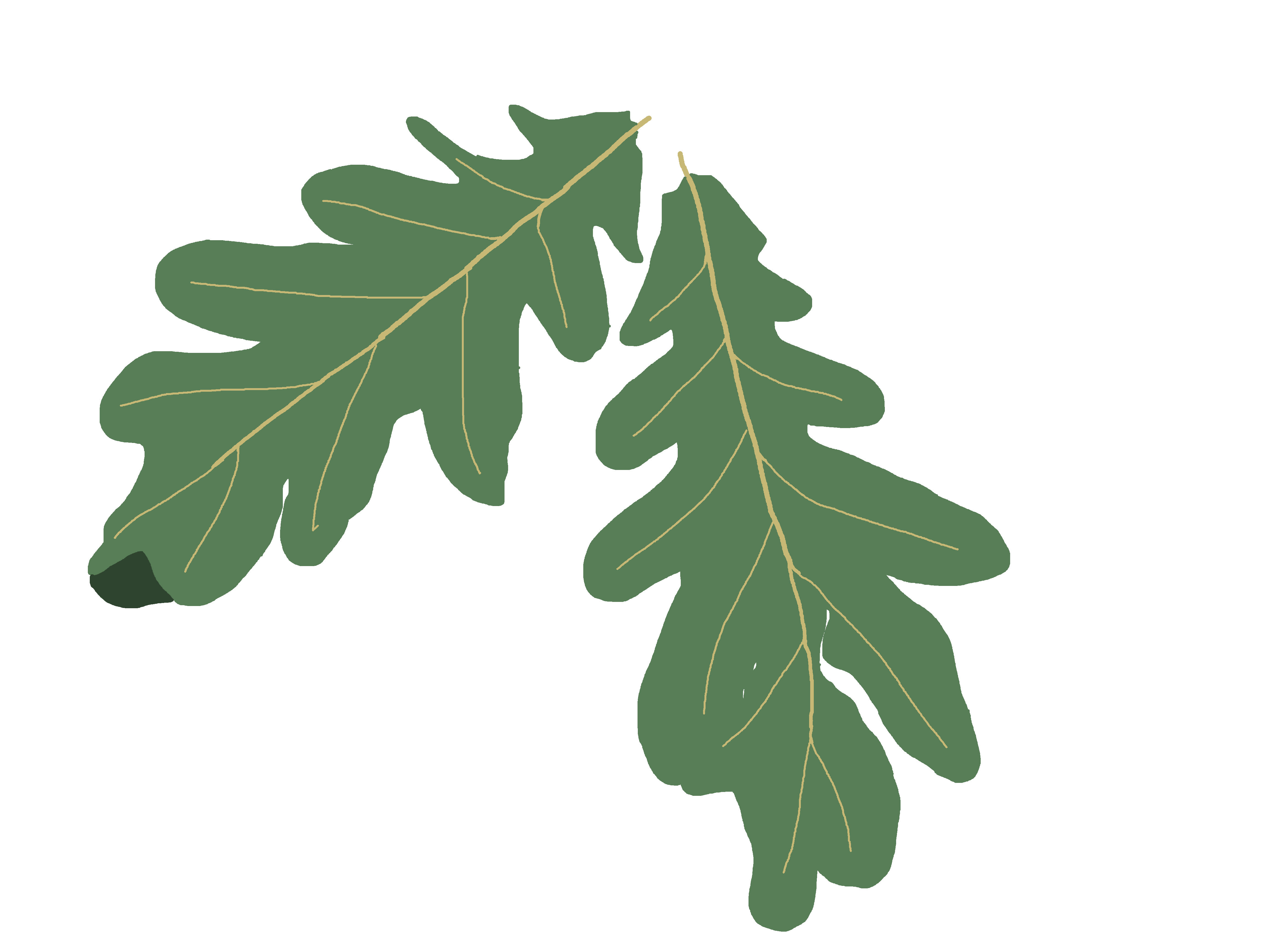 4608x3456 free png oak tree free oak tree transparent images