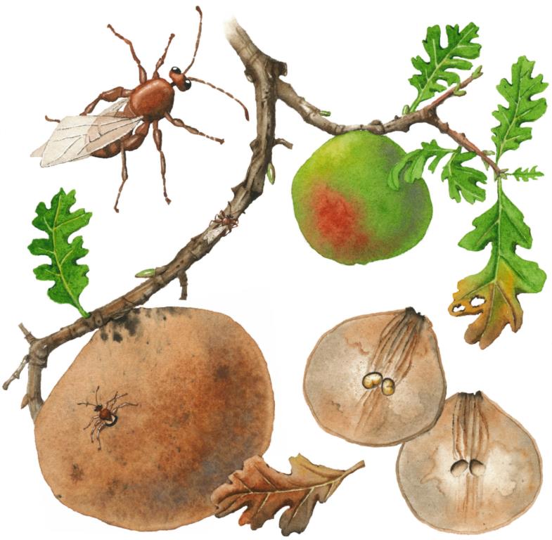 785x768 Galls On The Valley Oaks Of Effie Yeaw