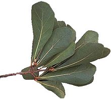 220x196 Quercus Nigra