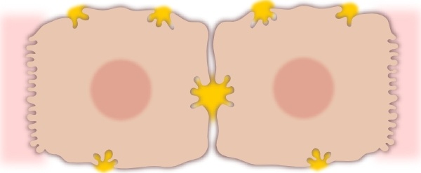 600x247 Hepatocyte Cell Clip Art Free Vector In Open Office Drawing