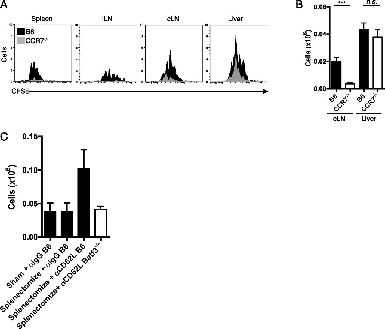 1280x1096 Liver Resident Dendritic Cells Prime Antiviral T Cells