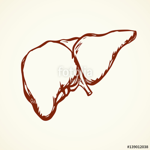 500x500 Liver Vector Drawing Stock Image And Royalty Free Vector