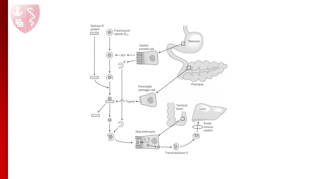 1279x720 Salivary Glands Esophagus Stomach An Understanding