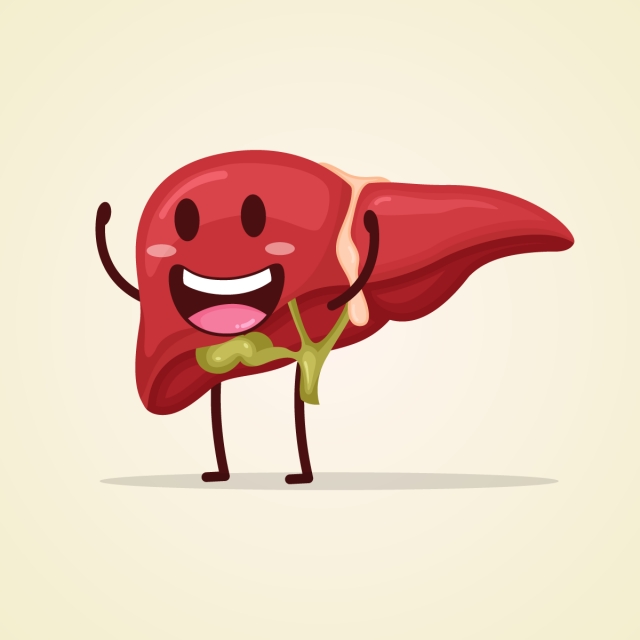 640x640 Cute Character Liver Smiling Cartoon Human Internal Organ, Human
