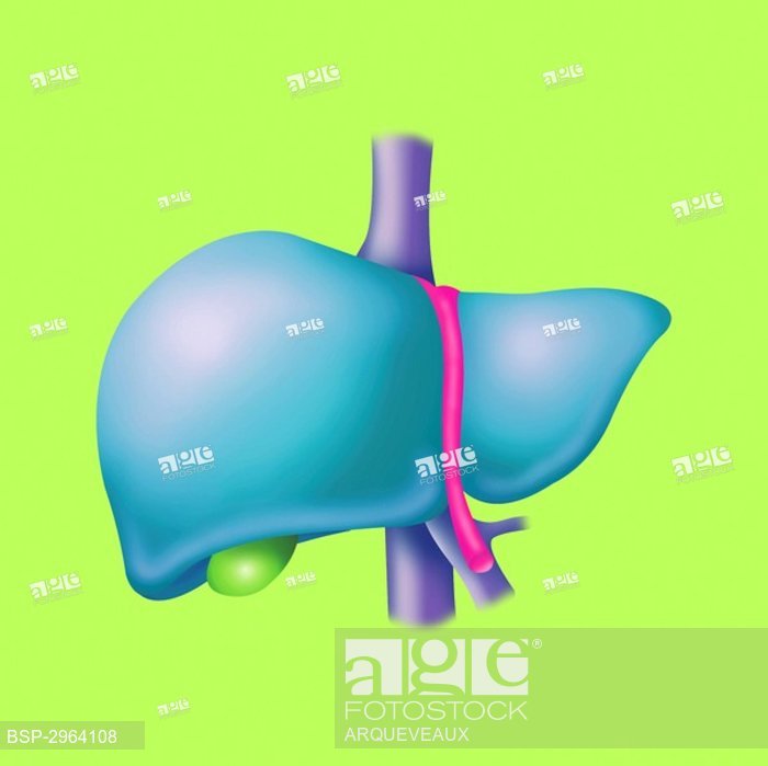 700x699 Liver, Drawing, Stock Photo, Picture And Royalty Free Image Pic