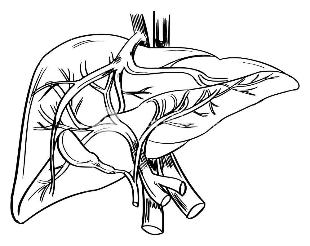 1000x793 Liver Drawing Internal Organ For Free Download