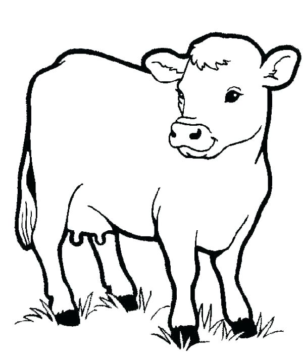 600x707 Drawn Cattle Livestock