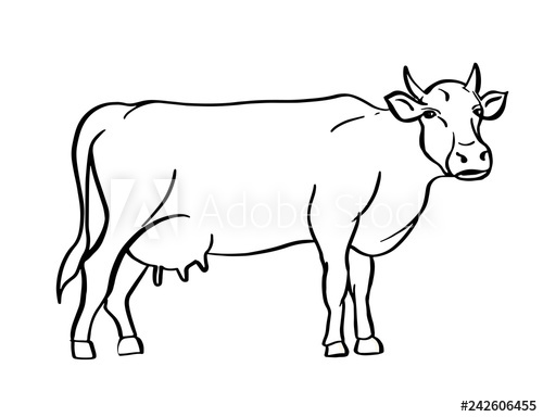500x384 Sketch Of Cow Drawn