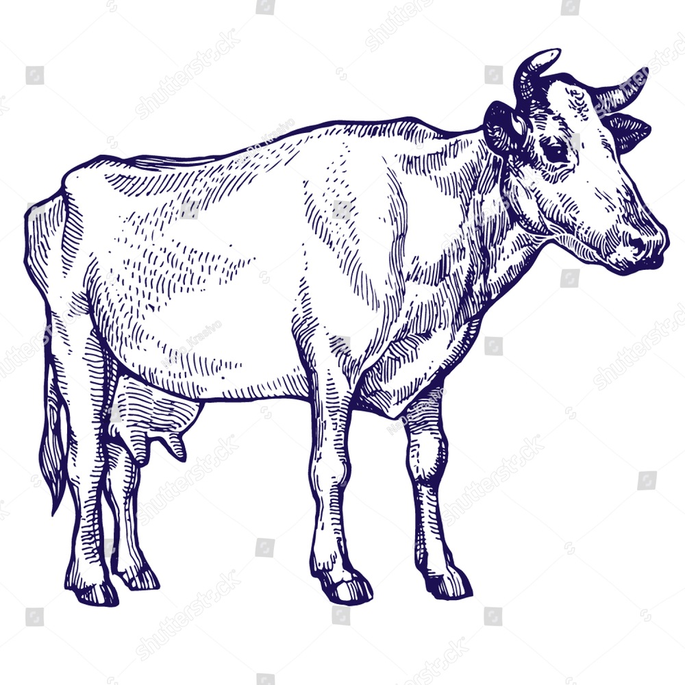 1000x1000 Sketches Of Cow Drawn