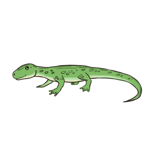 500x500 How To Draw A Lizard