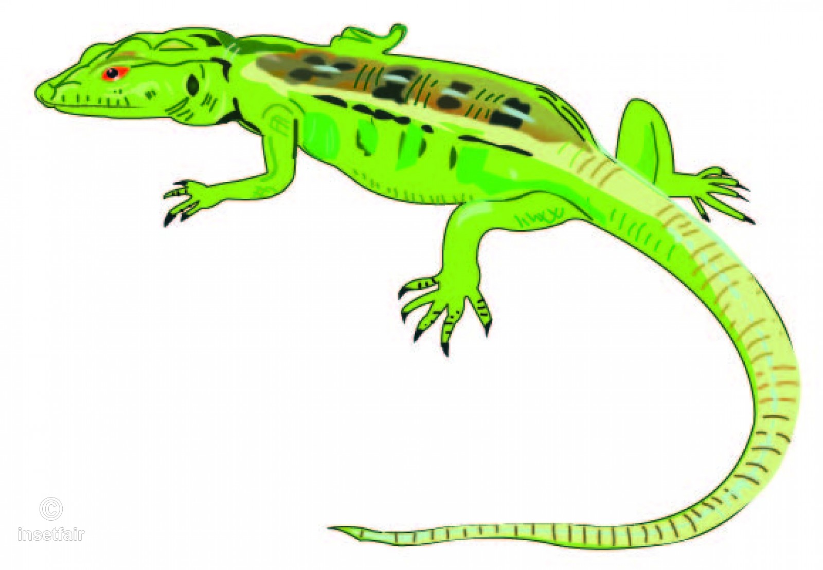 1600x1109 Vector Drawing Of A Lizard Gecko With Ethnic Patterns