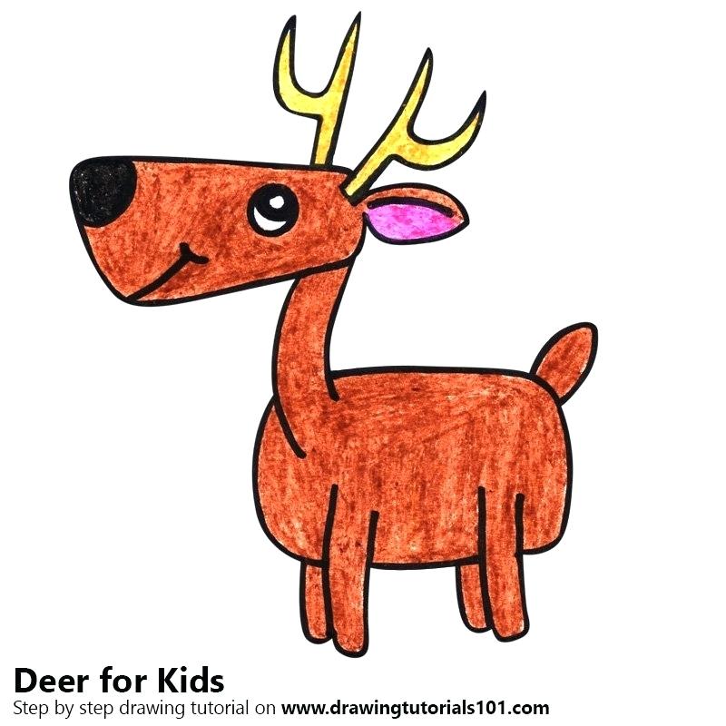 800x800 Deer Drawing For Kids Step