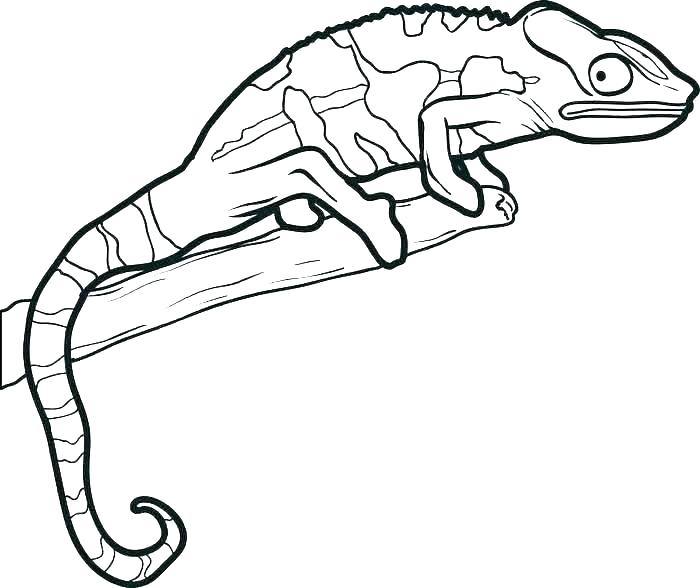 700x588 Gecko Coloring