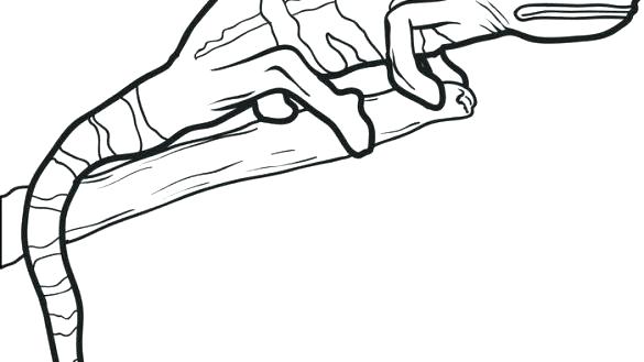 585x329 How To Draw Lizards