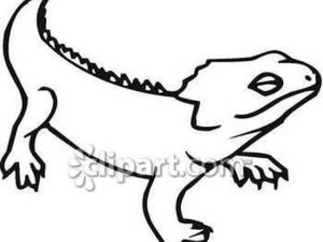 640x480 Lizard Outline Cliparts
