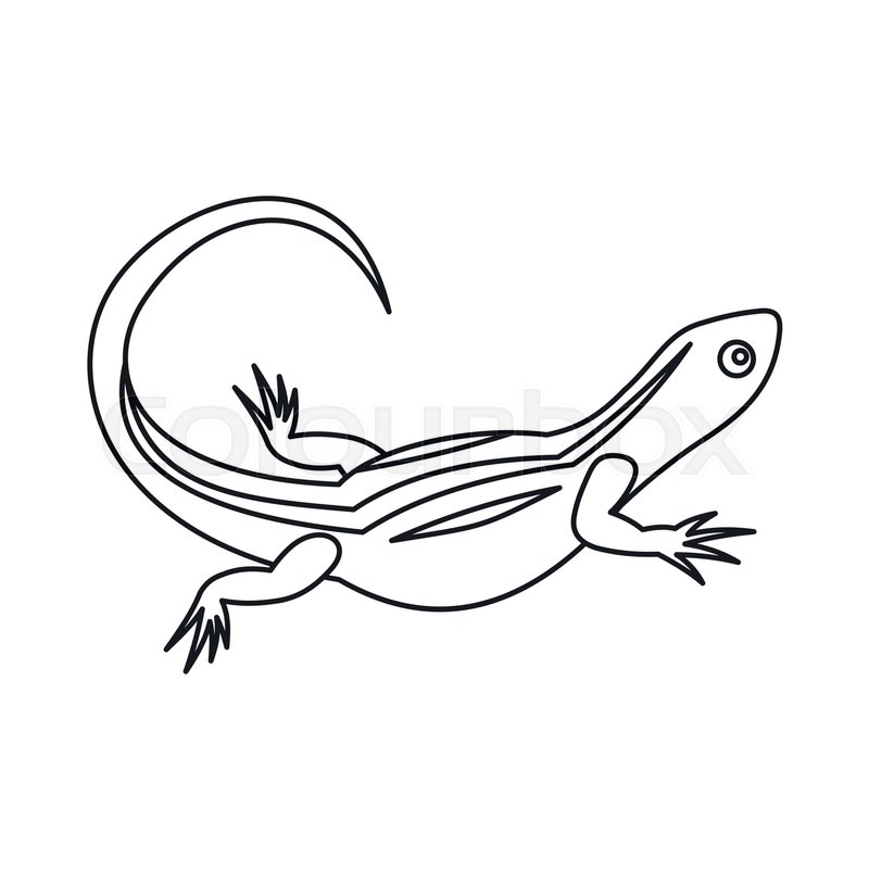 800x800 Lizard Icon In Outline Style Isolated Stock Vector Colourbox