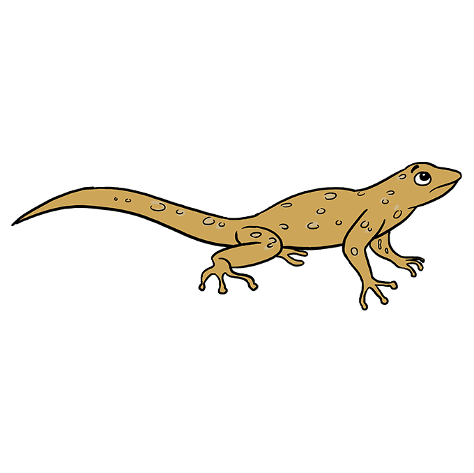 680x678 How To Draw A Lizard