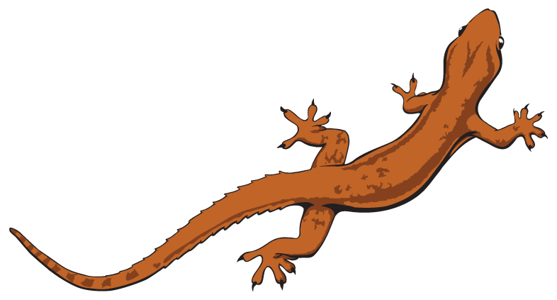 786x423 Lizard Drawings
