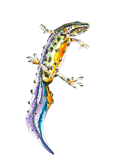 400x560 newt drawing yellow spotted lizard transparent png clipart free