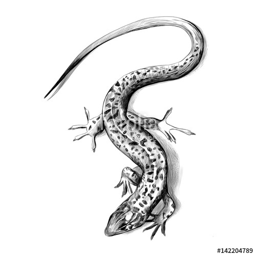 500x500 Lizard Top View Crawling, Sketch Vector Graphics Black And White