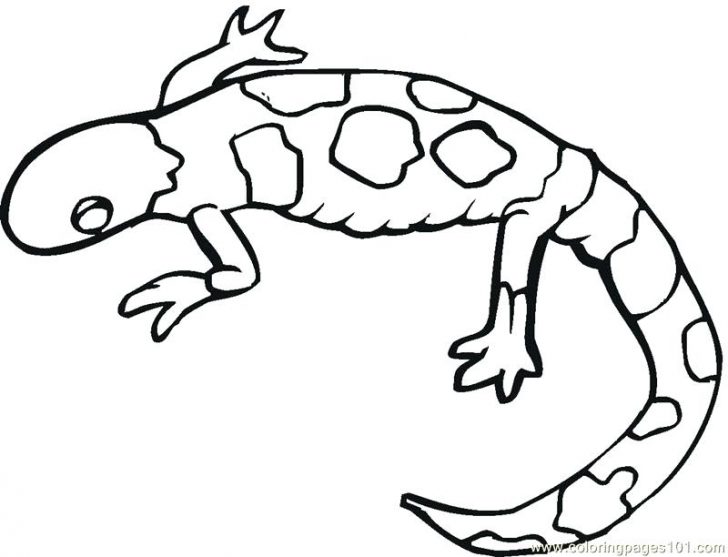 728x557 Coloring Pages Halloween Scary Witch To Print Of Animals Lizard