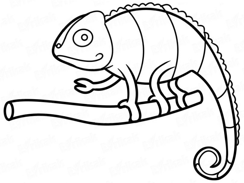 810x609 Learning How To Draw A Chameleon Step