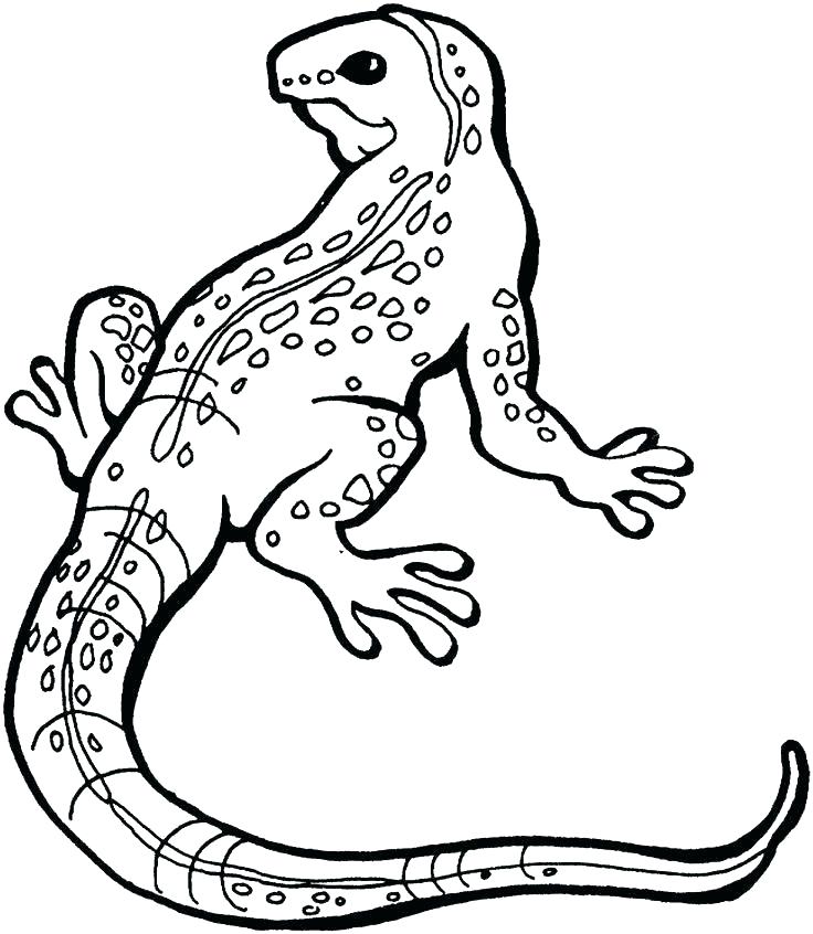 736x846 Lizard Line Drawing At Getdrawings Com Free For Personal Use