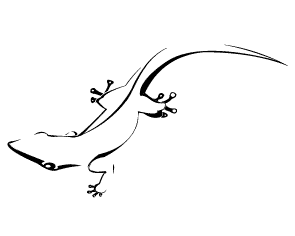 295x236 Drawings Of Lizards Logo Design Tutorial