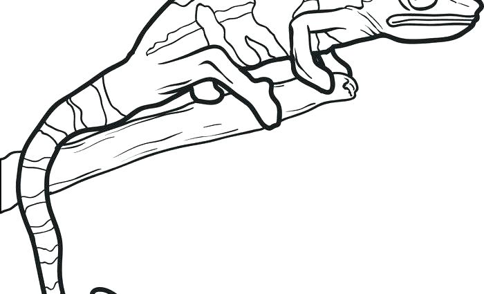 700x425 Spider Man Lizard Coloring Pages