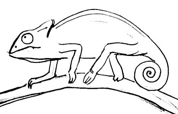 590x377 How To Draw A Chameleon