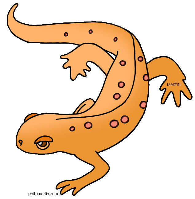 635x648 newt drawing outline transparent png clipart free download