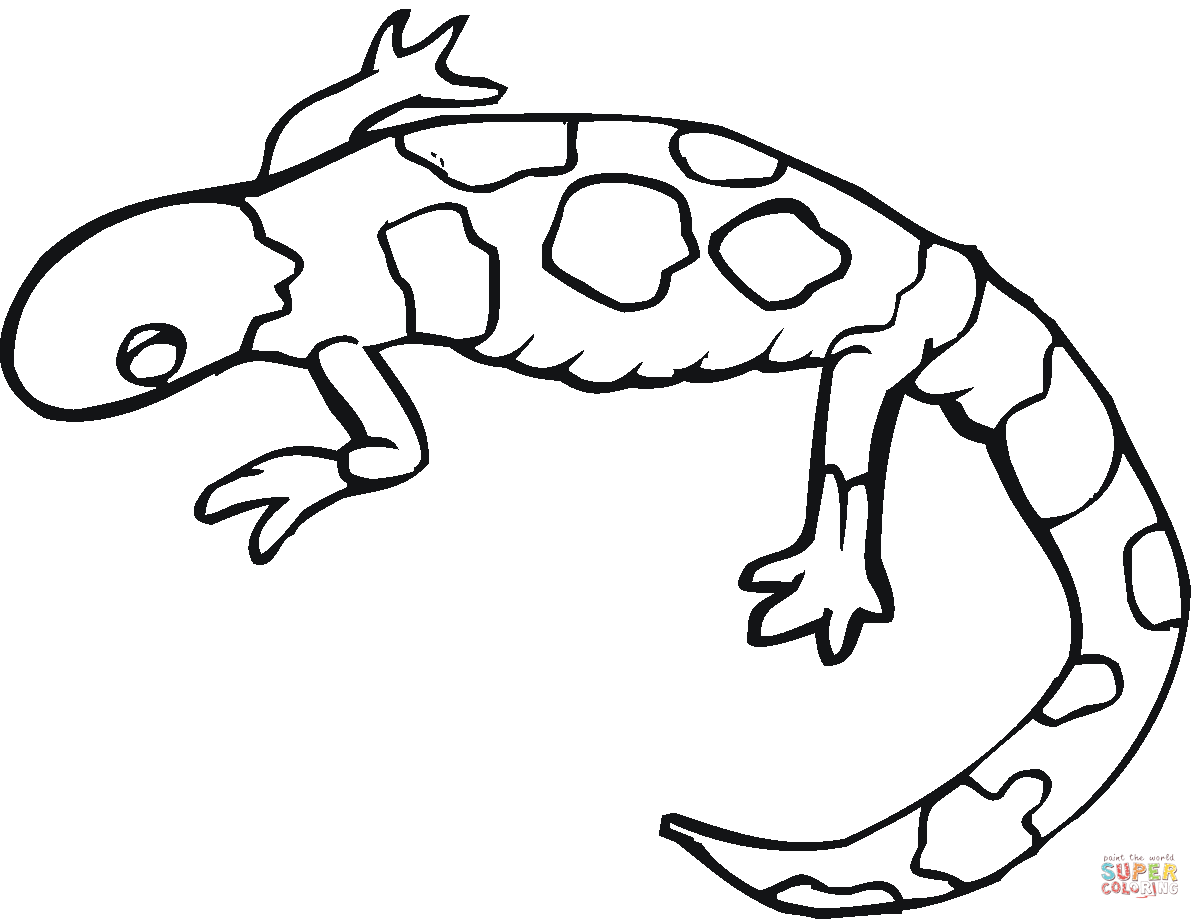 1200x919 newt drawing yellow spotted lizard for free download