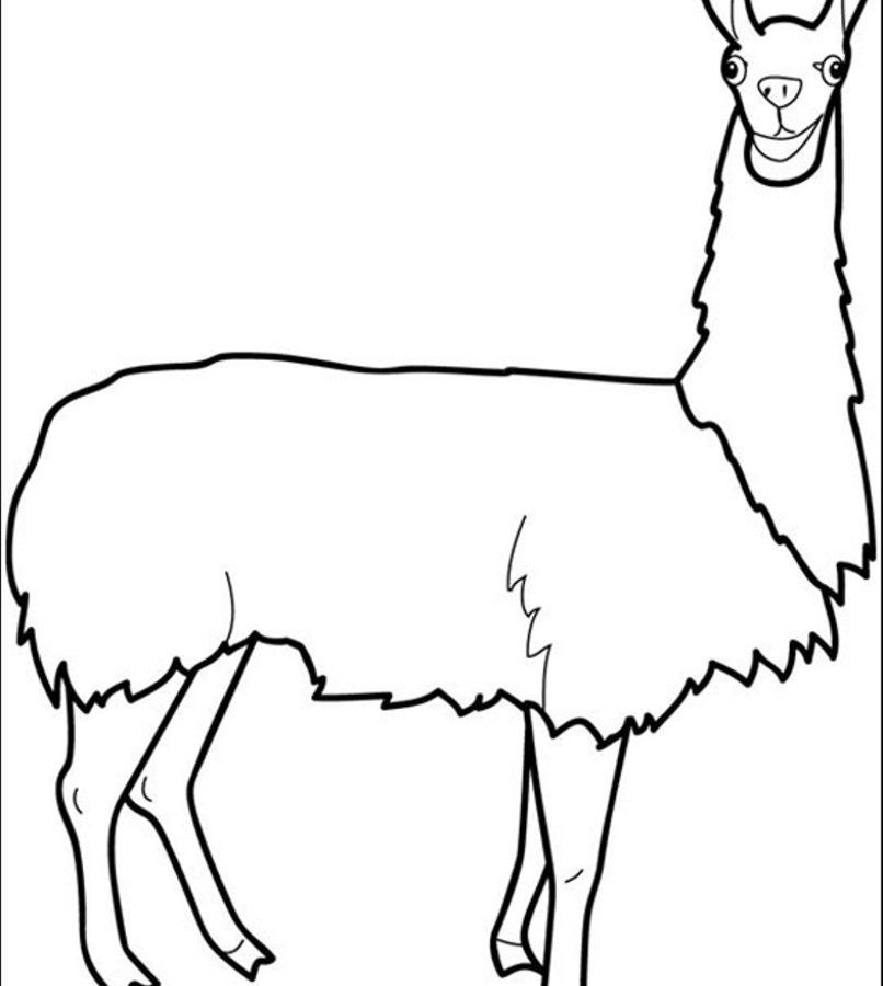 806x900 cute llama coloring pages dreaded alpaca drawing at getdrawings