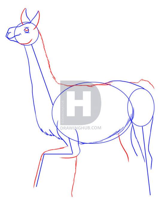 548x720 How To Draw A Llama, Step