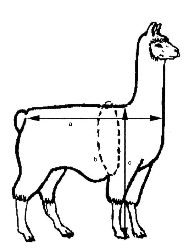 646x862 schematic diagram of a llama indicating the body measurements