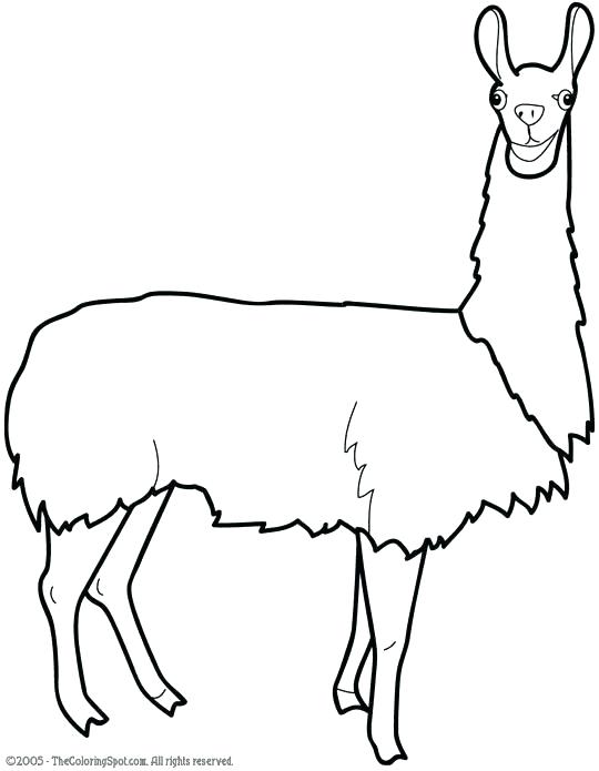 Llamacorn Drawing