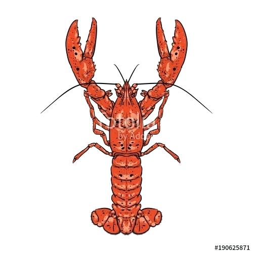 500x500 How To Draw A Lobster Zupa