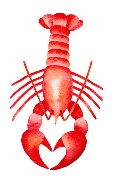 380x612 Collection Of Free Seafood Clipart Lobster Tail Bean Clipart