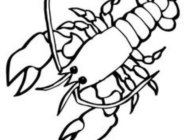 640x480 Free Drawn Lobster, Download Free Clip Art
