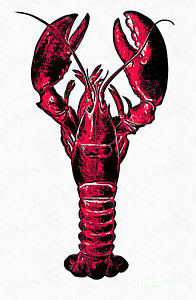 196x300 Lobster Claw Drawings Fine Art America