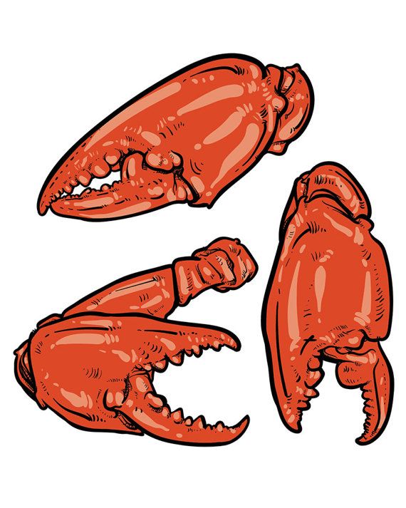 570x713 Off Sale Hand Drawn Crab Vector Crab Claws