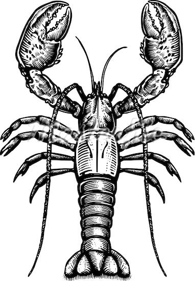 Lobster Claw Drawing | Free download on ClipArtMag