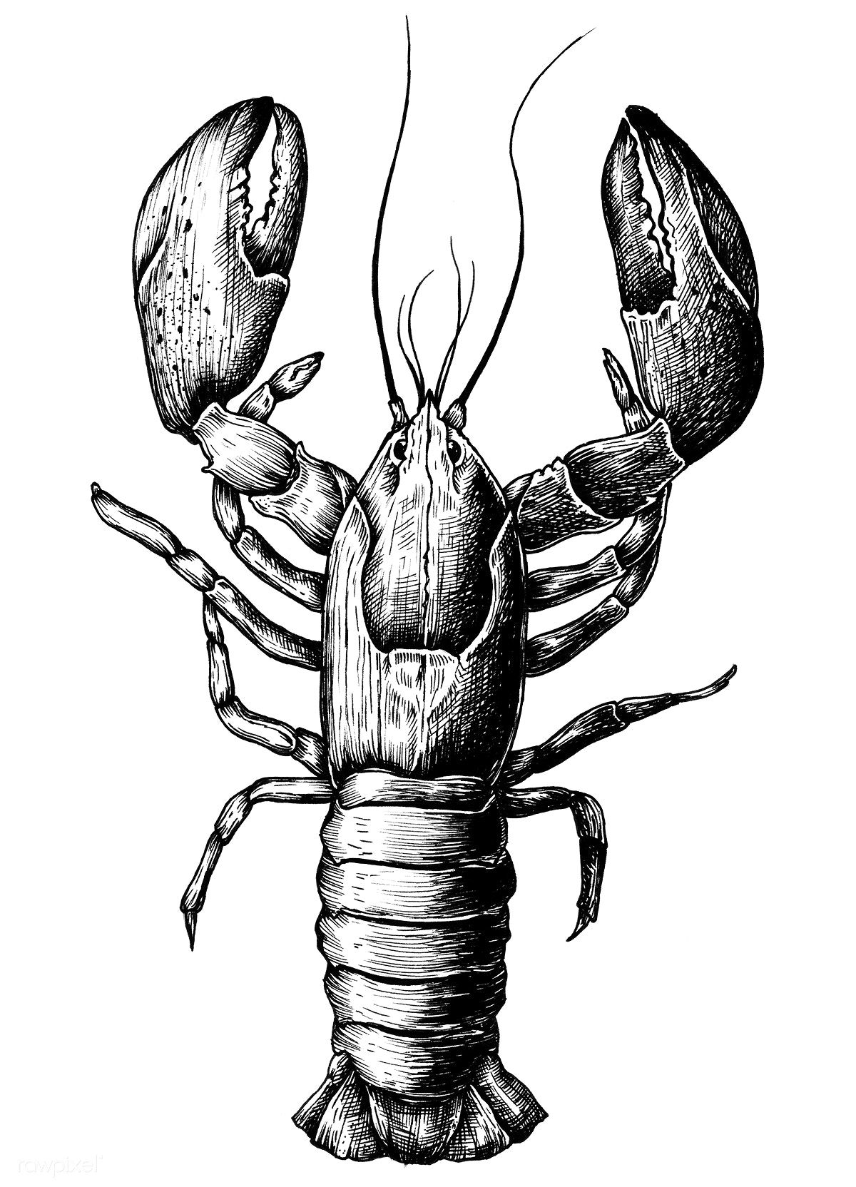 1200x1664 Hand Drawn Lobster Isolated Free Image