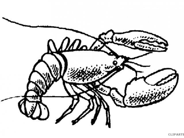 Lobster Drawing | Free download on ClipArtMag