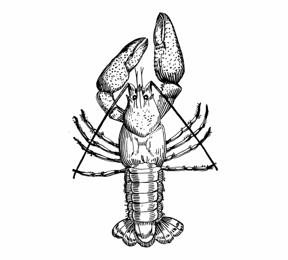 Lobster Drawing | Free download on ClipArtMag