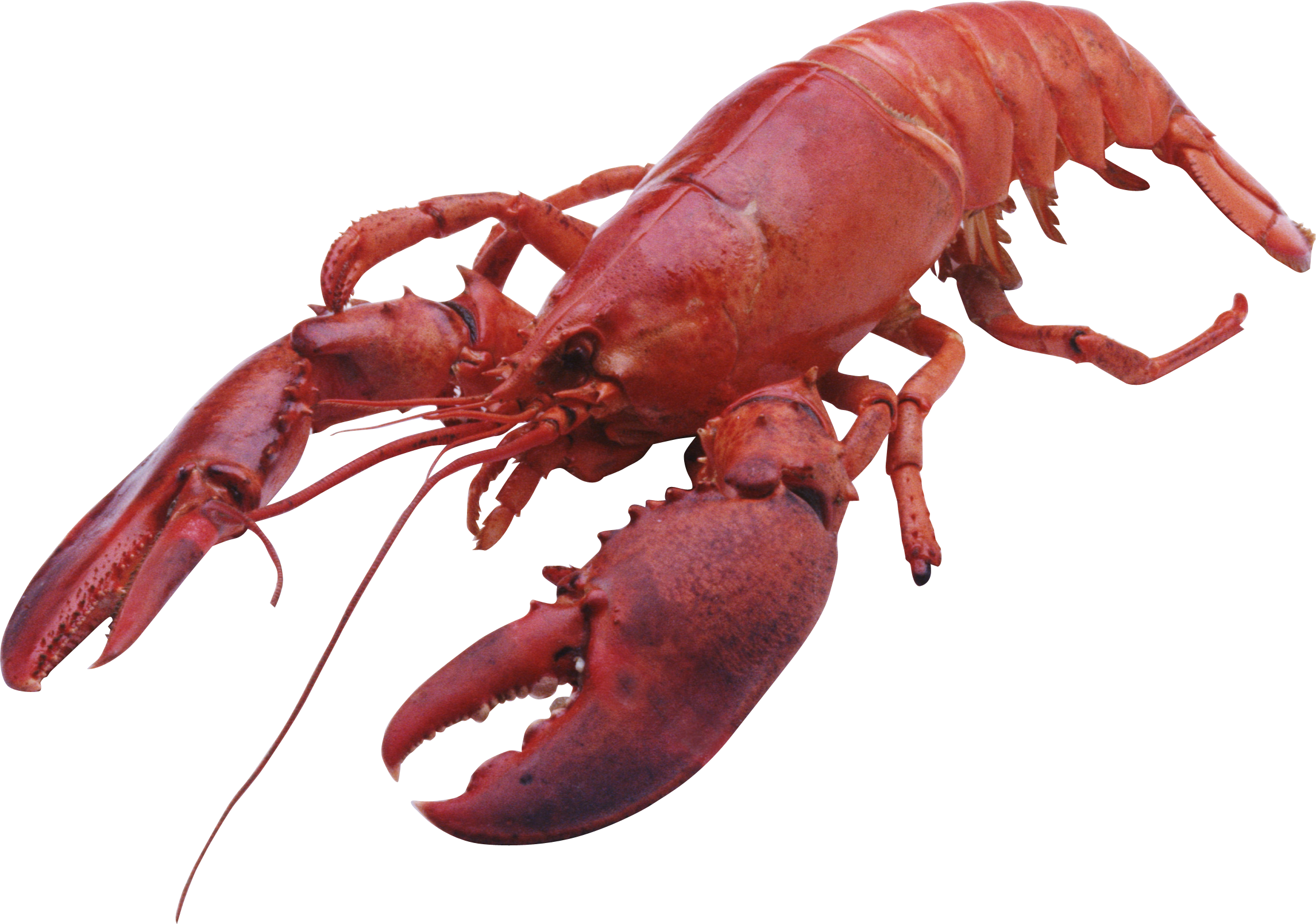 2291x1609 Seafood Drawing Lobster Maine Transparent Png Clipart Free