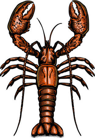 312x450 Stock Illustration