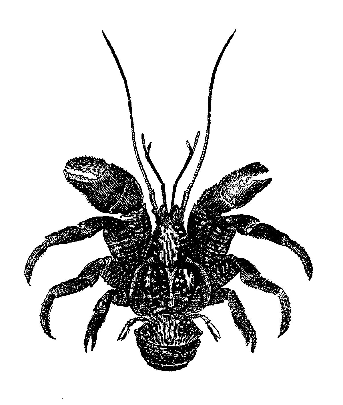 1200x1416 Digital Stamp Design Sea Life Lobster Shells Artwork Drawing