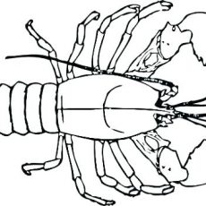 230x230 Strikingly Design Lobster Coloring